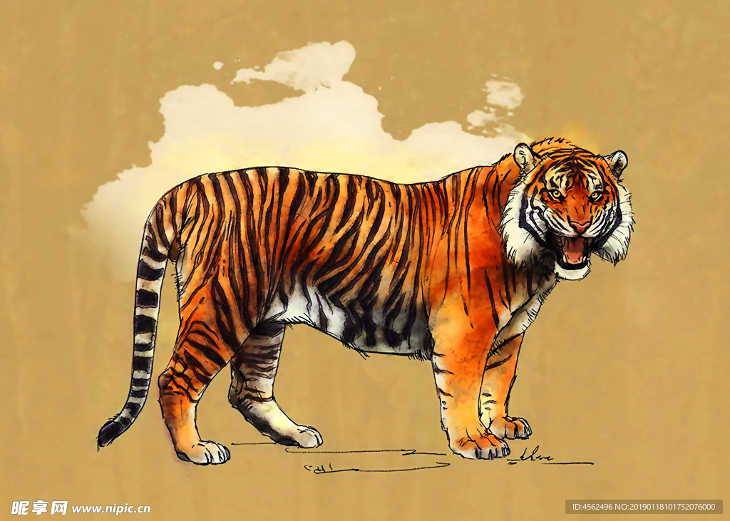 老虎插画
