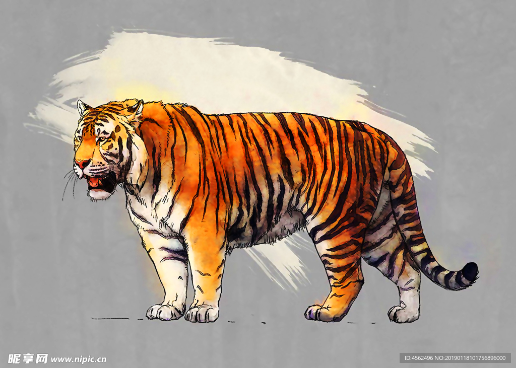 老虎插画