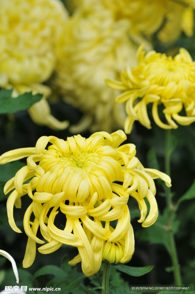 菊花