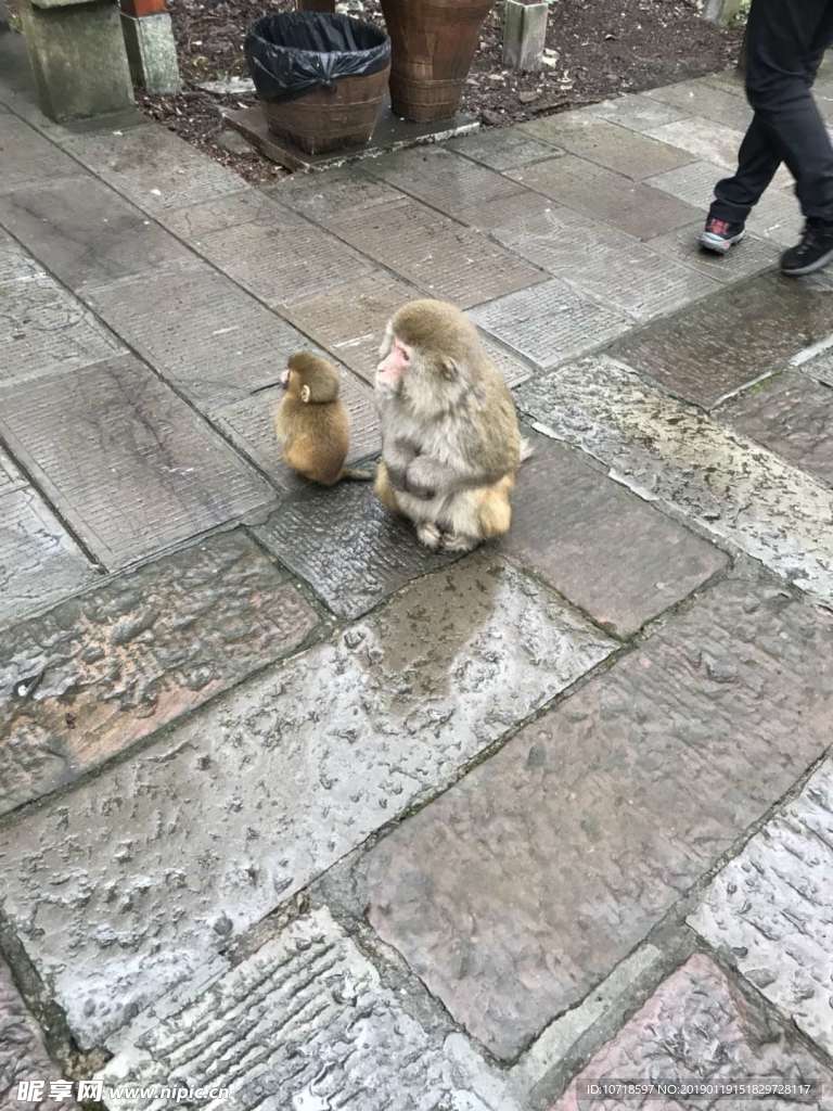 猴子