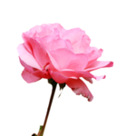 玫瑰花
