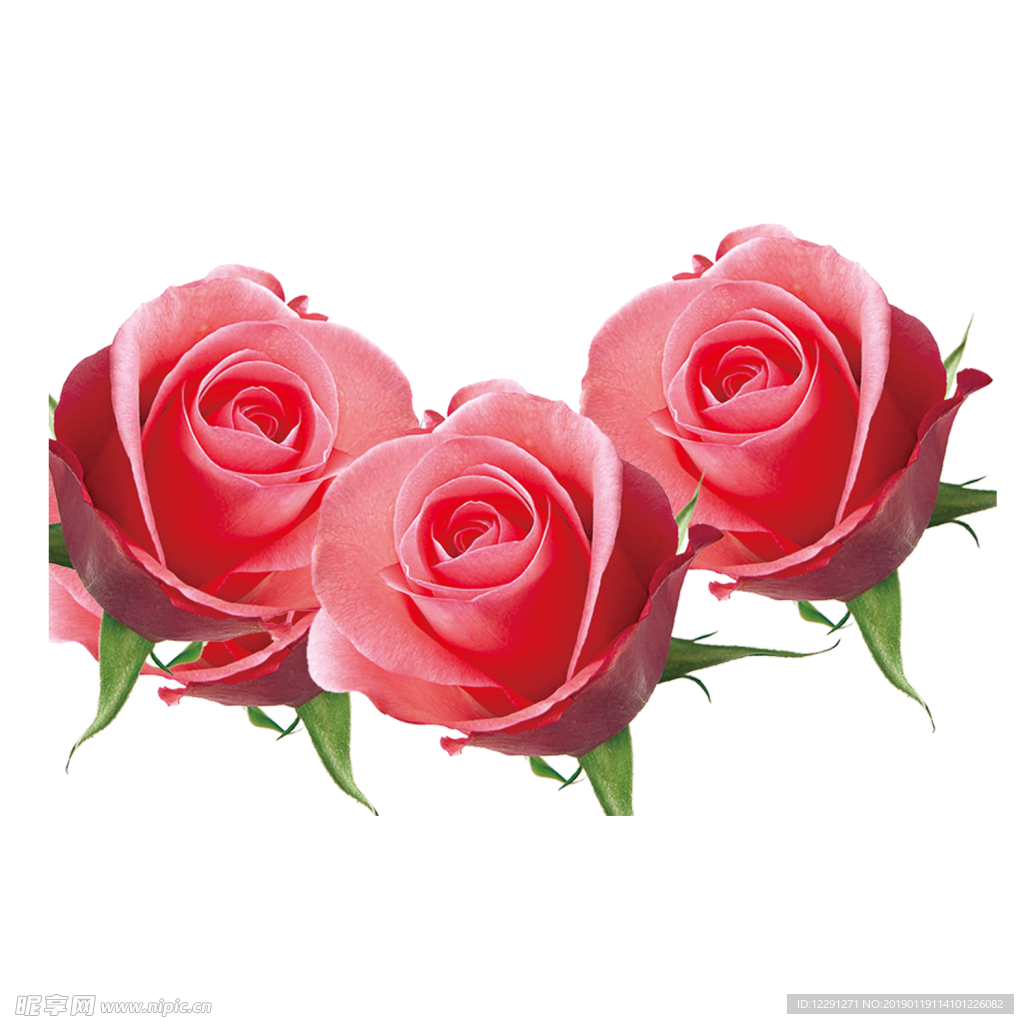 玫瑰花