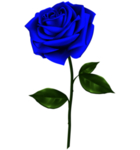 蓝色玫瑰花