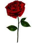 玫瑰花