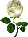 玫瑰花