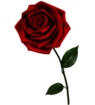 玫瑰花