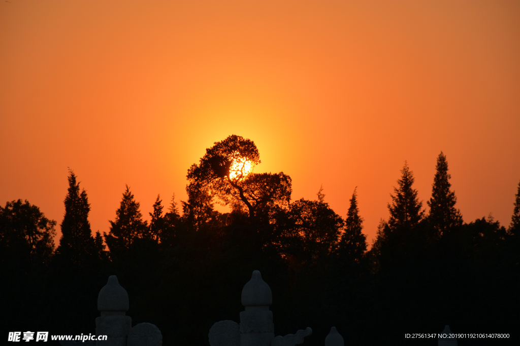 夕阳下的松树