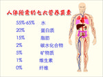 人体构造图