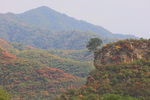 青山独树