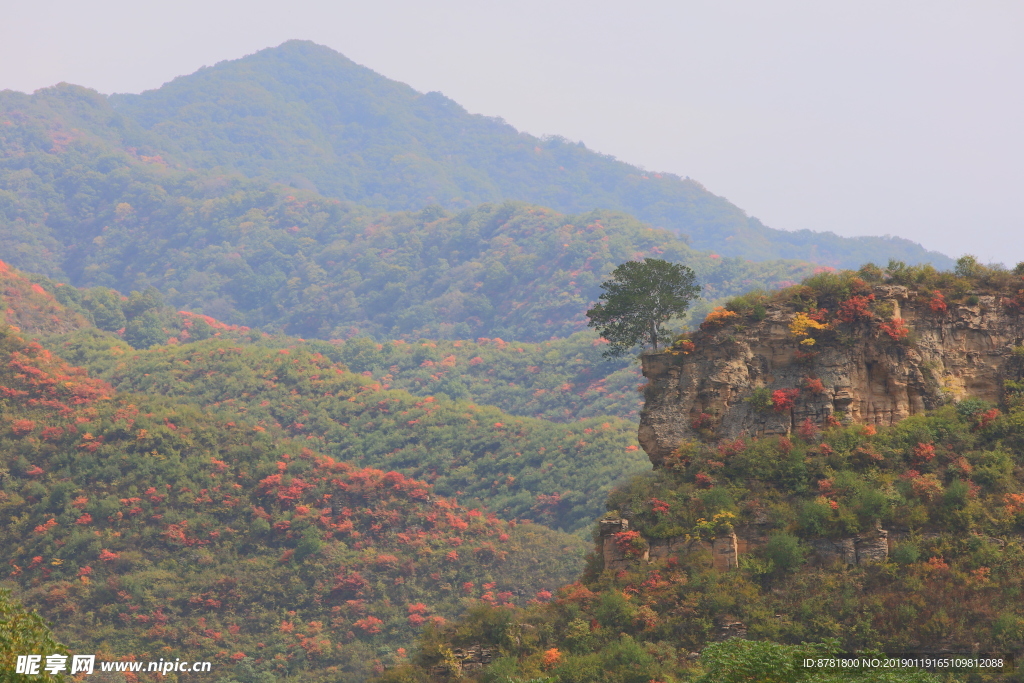 青山独树