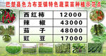 蔬菜种植示范点