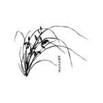 兰花