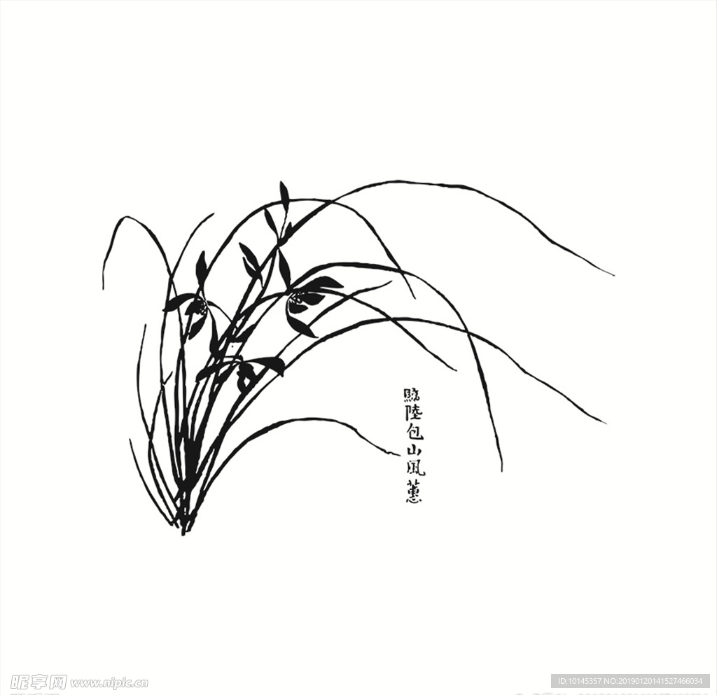 兰花