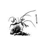 兰花