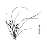兰花