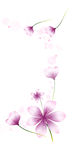 紫色小花