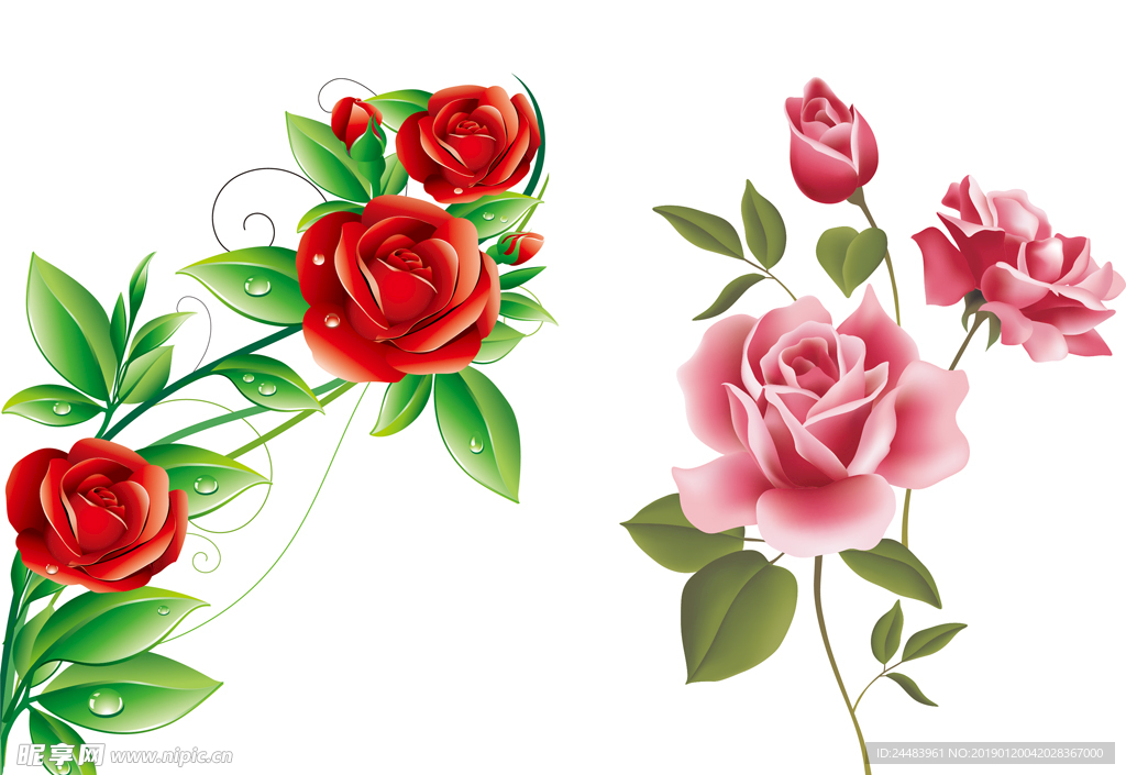 矢量月季花