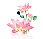 荷花素材