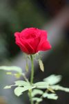 玫瑰花