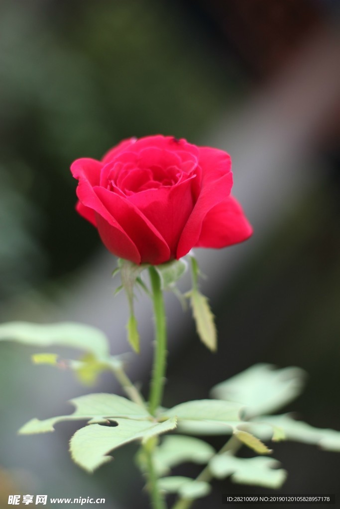 玫瑰花