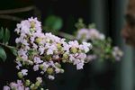 梨花