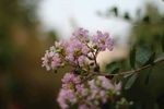 小碎花
