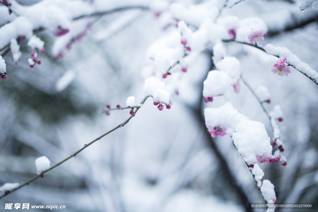 梅花