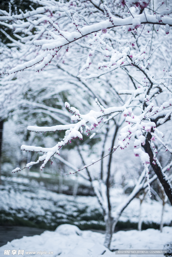 梅花