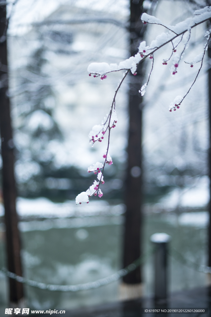 梅花
