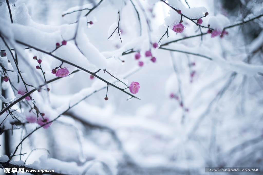 梅花