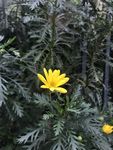 黄金菊