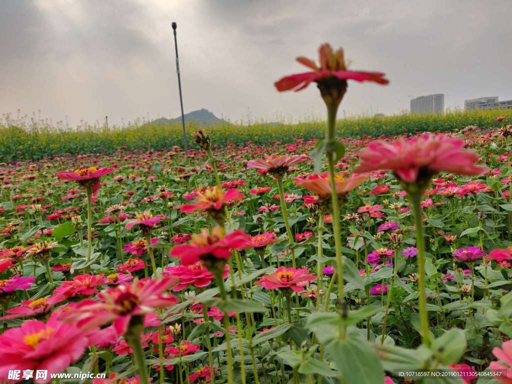 花卉