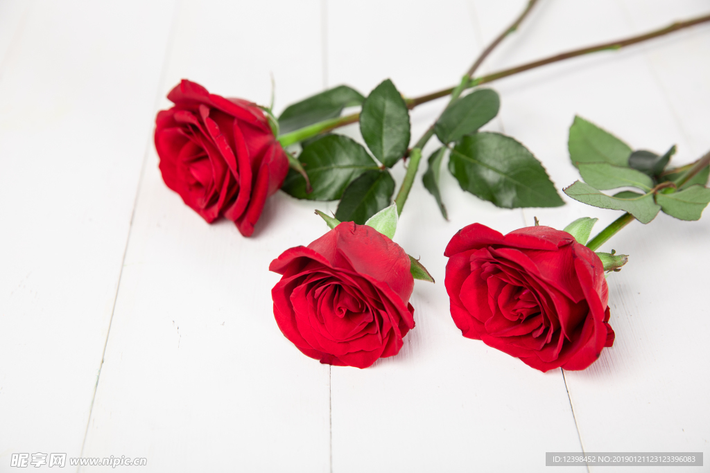 玫瑰花
