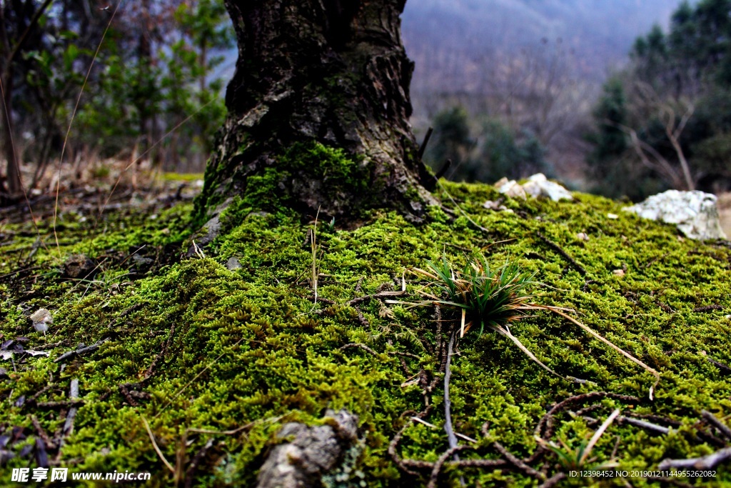 苔藓