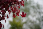 红叶枫叶