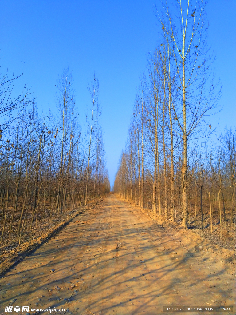 蓝天下的树林风景