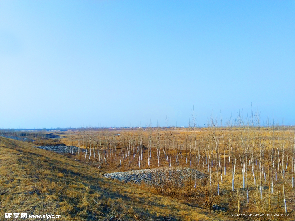 美丽的树林风景