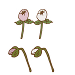 矢量花纹边框AI文件