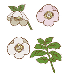 矢量花纹边框AI文件