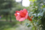 牵牛花