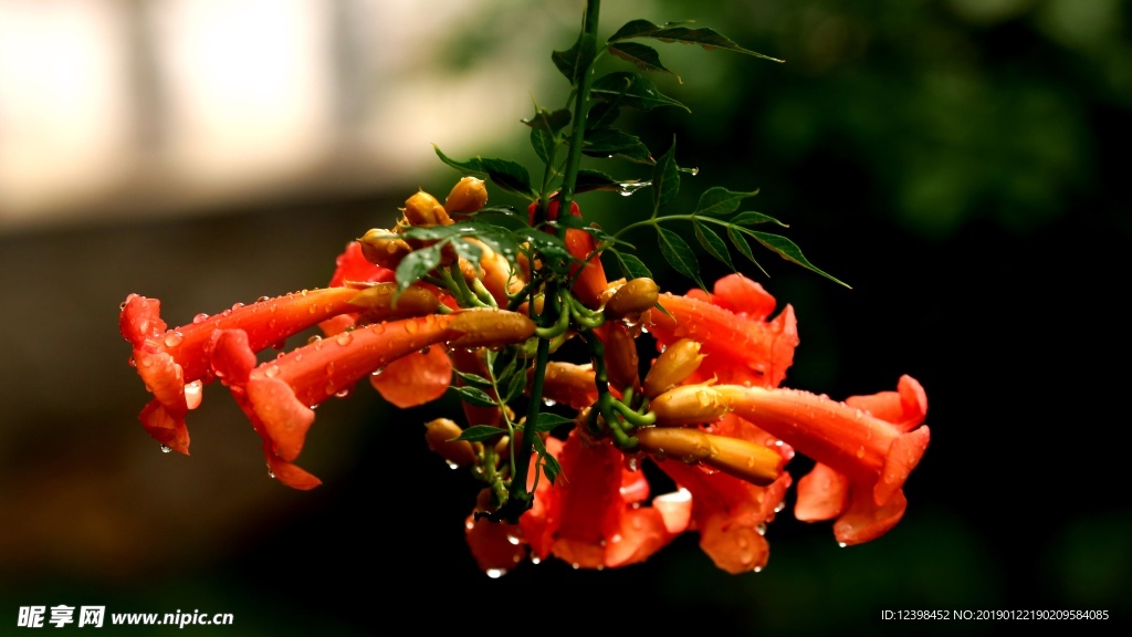 凌霄花