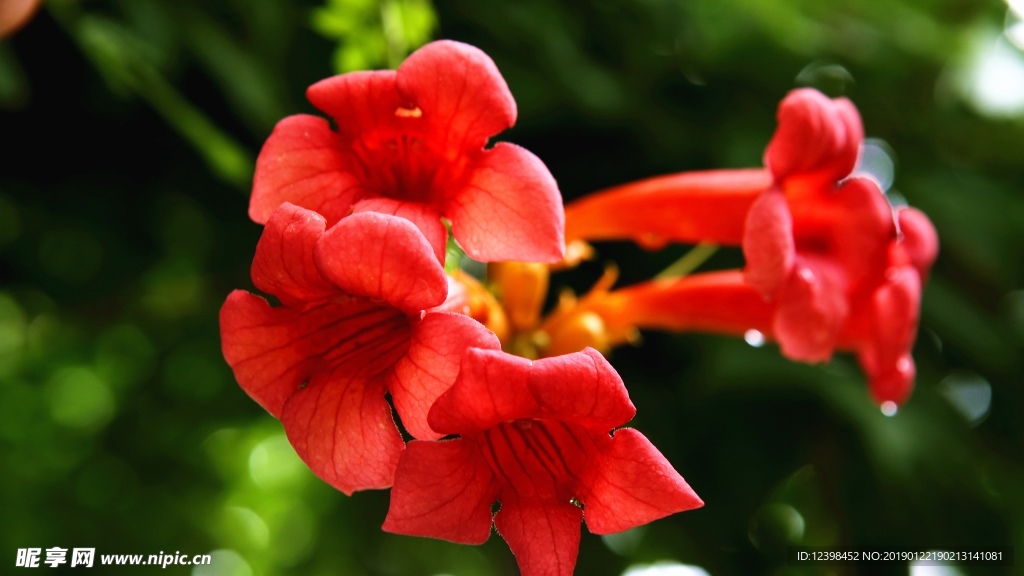 凌霄花