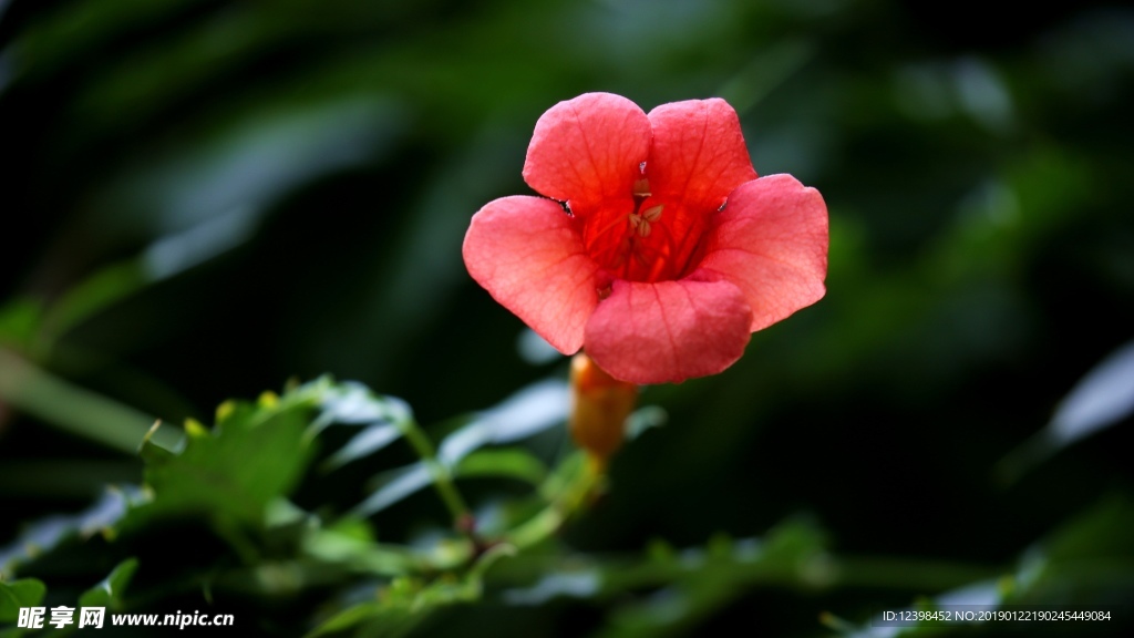凌霄花