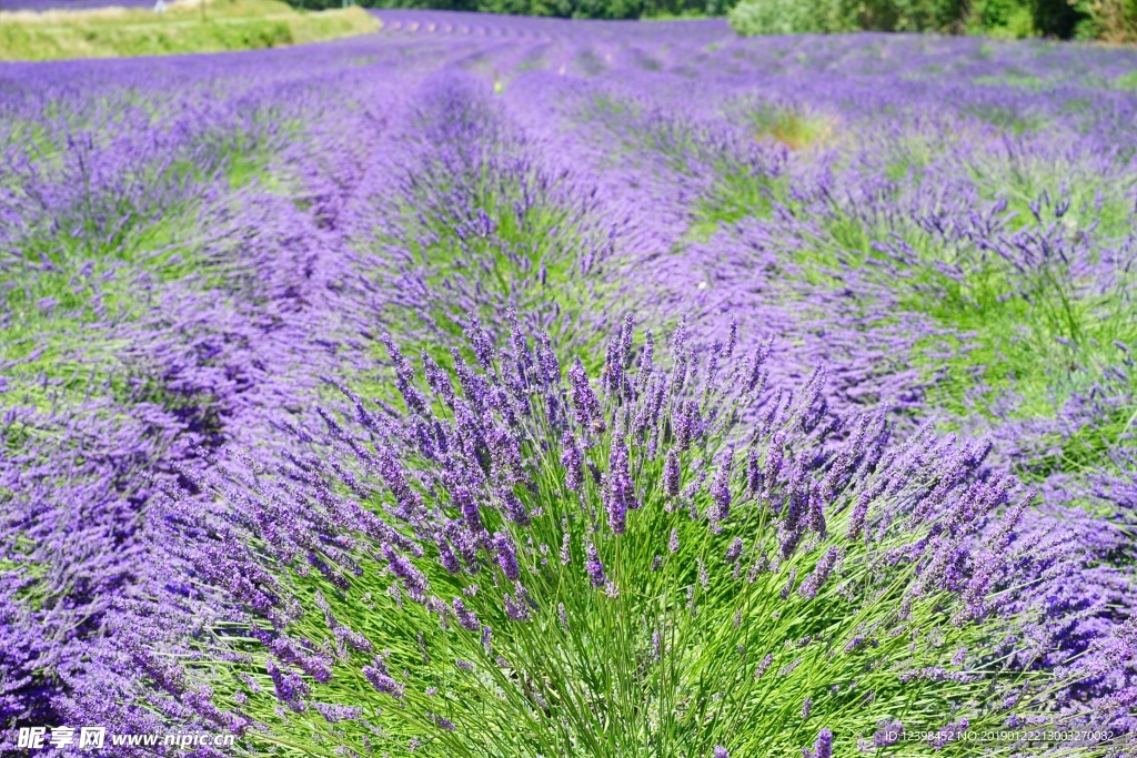 薰衣草