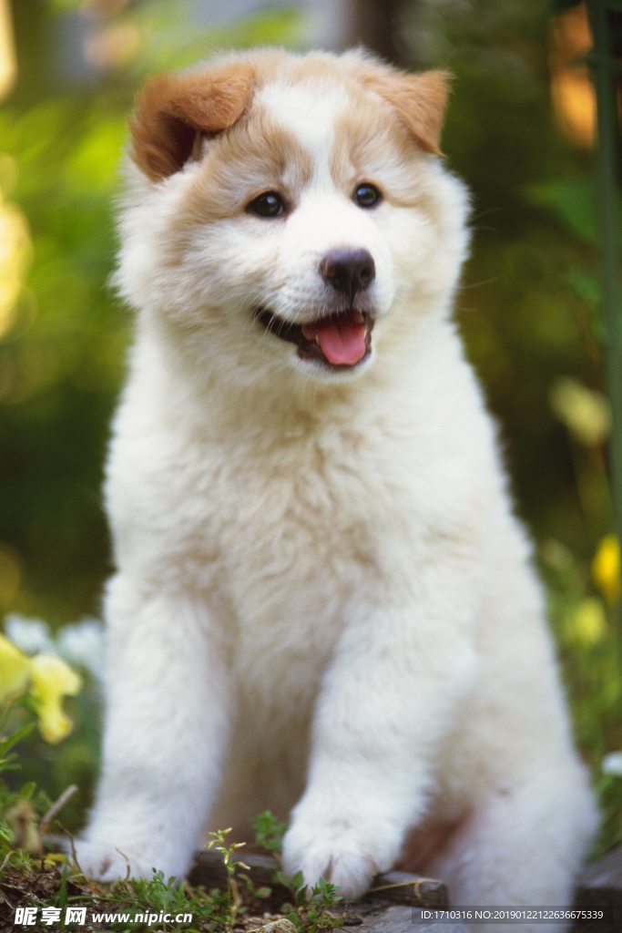 狗狗