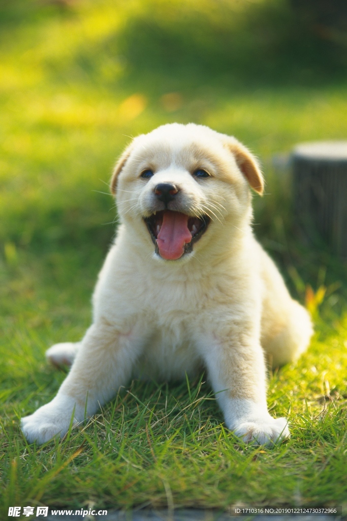 狗狗