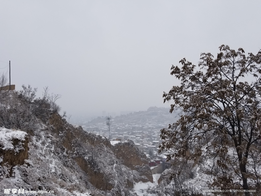 雪中树