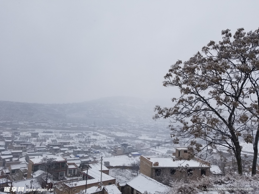 雪中树