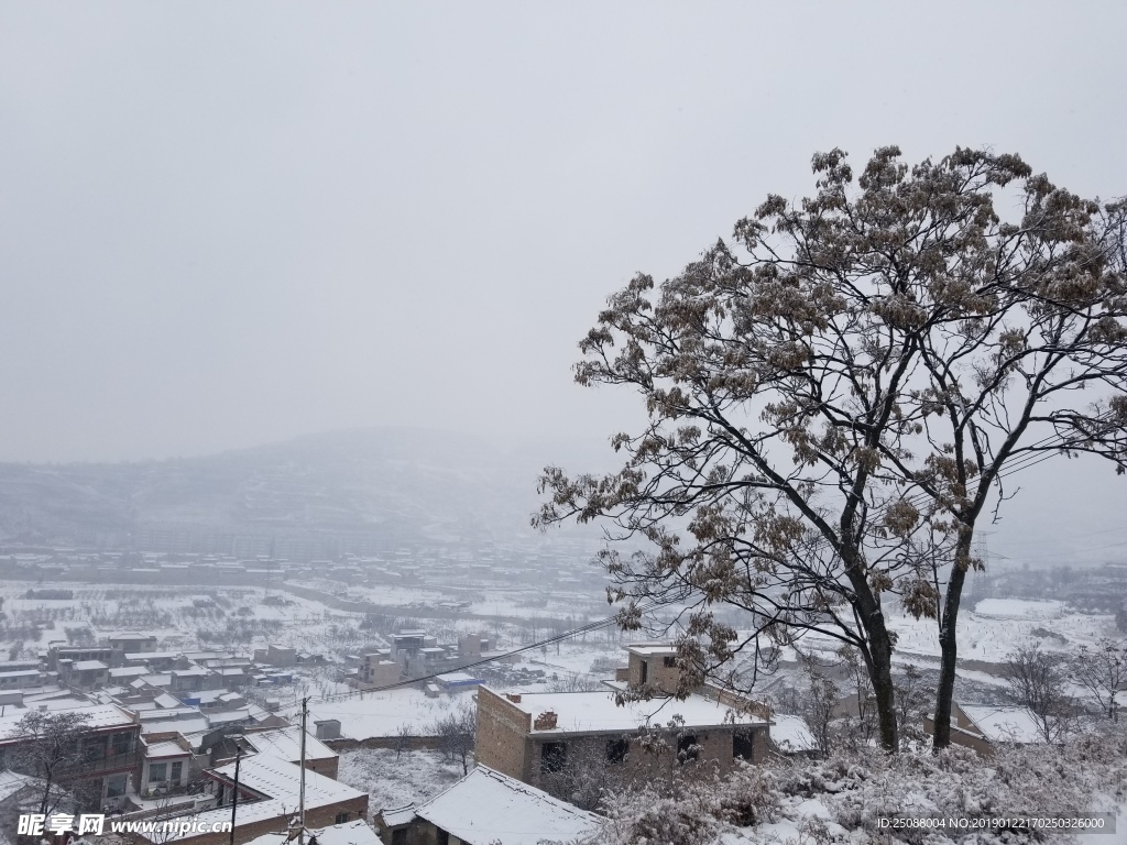 雪中树