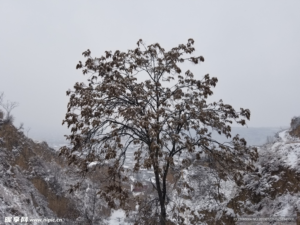 雪中树